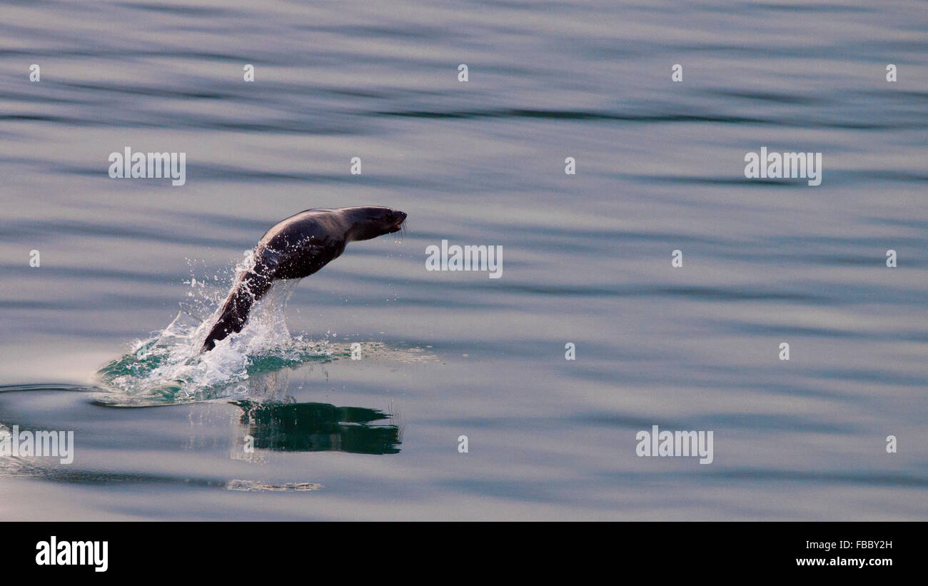 Leaping fur seal, South Georgia Stock Photo