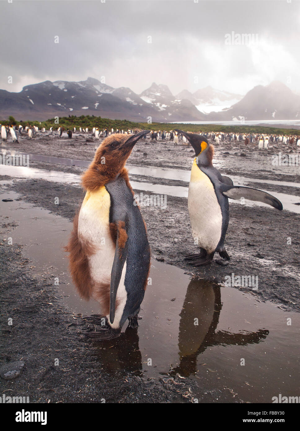 Rowan romeyn Stock Photos & Images from Alamy