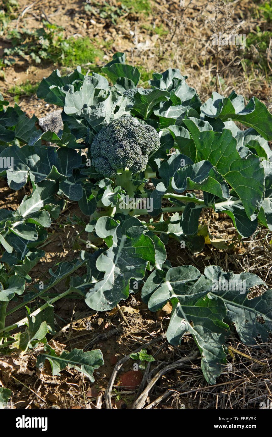 Wide view of a naturally growing organic broccoli in chemical-free / no pesticides farm soil. Lemnos island, Greece Stock Photo