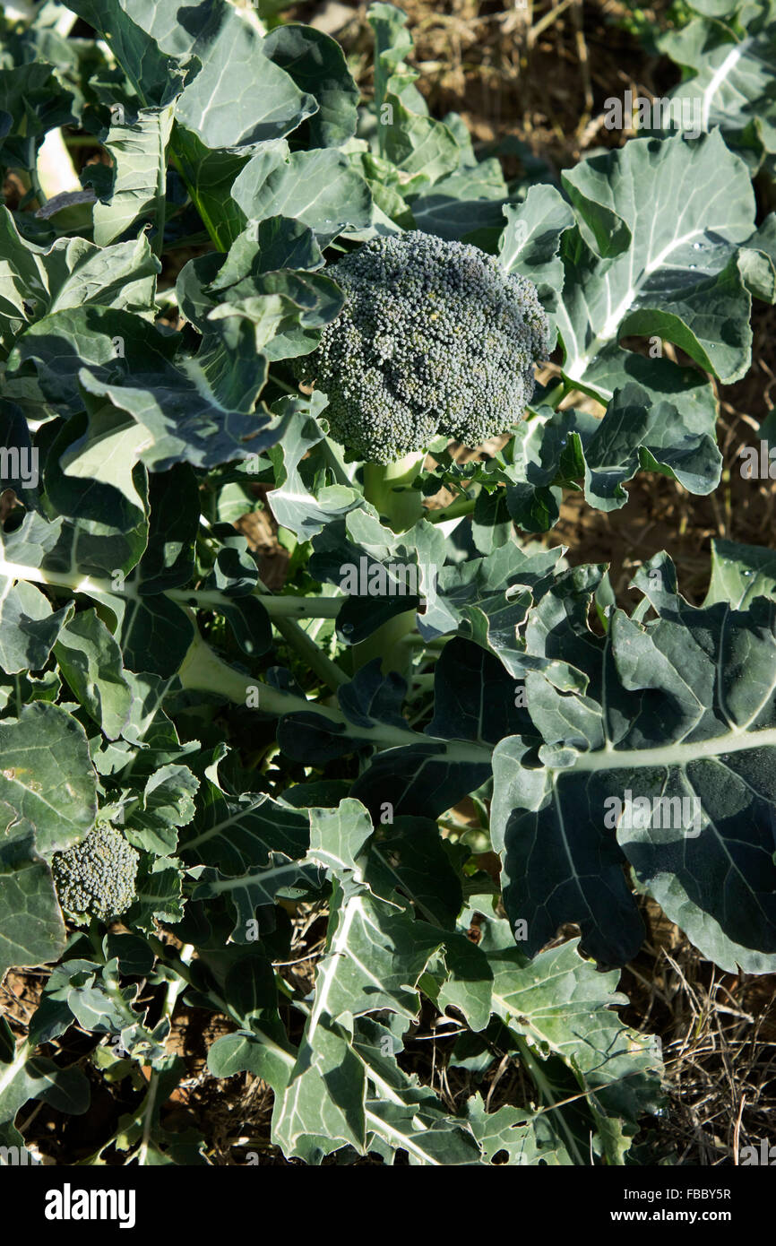 Closeup of the head of an organic broccoli plant growing naturally in chemical-free / no pesticides soil. Lemnos island, Greece Stock Photo