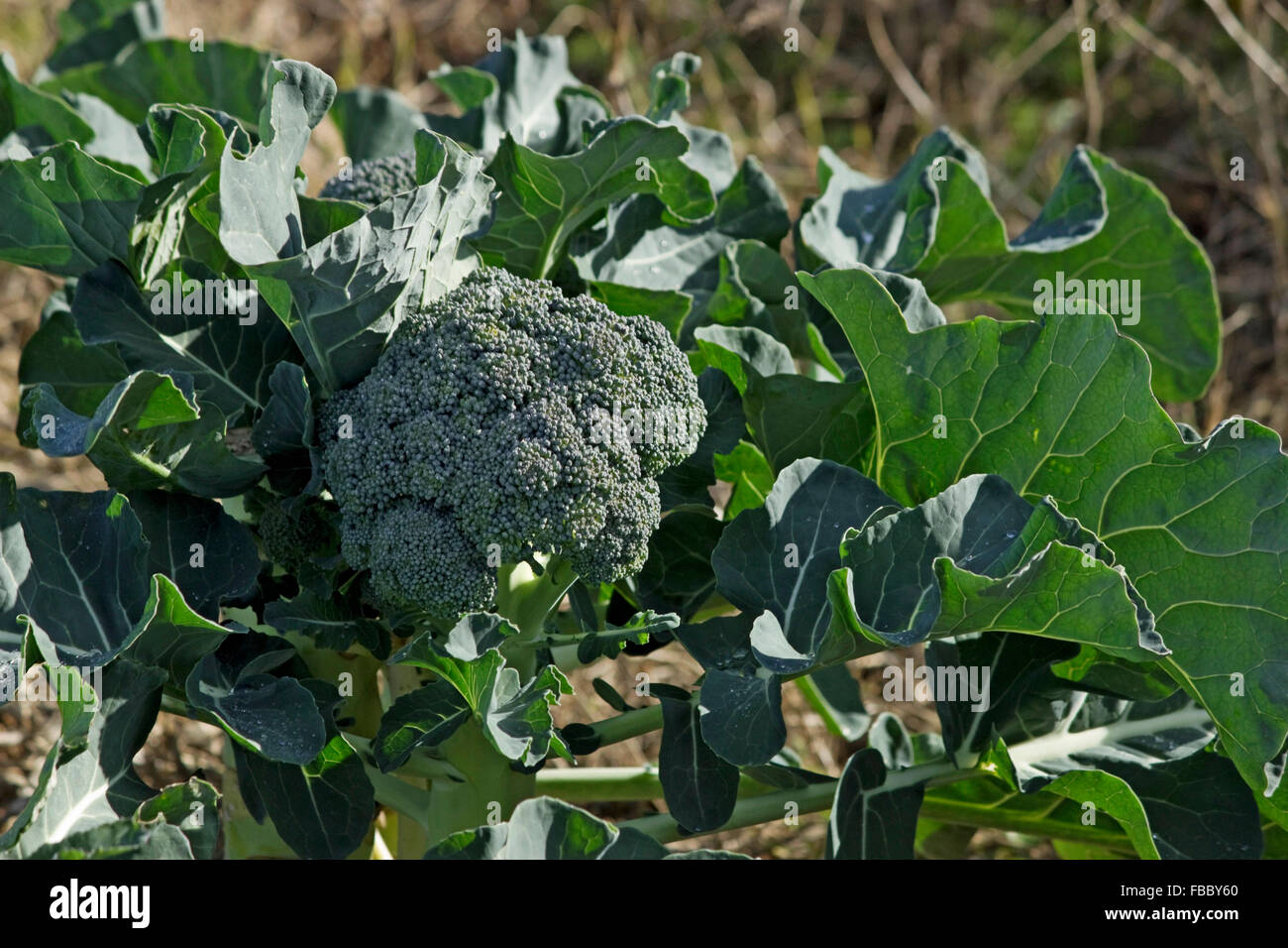 Broccoli plant and backlit leaves. Grows naturally in chemical-free / no pesticides soil. Lemnos island, Greece Stock Photo