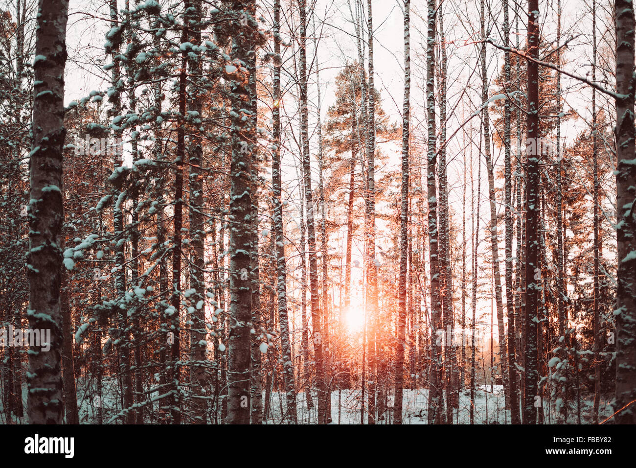 Forest in the winter Stock Photo - Alamy