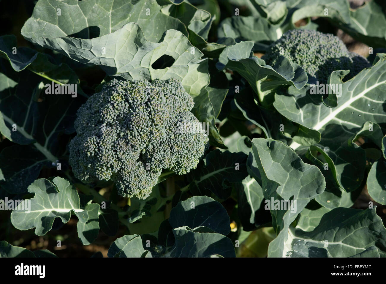 Head and leaves of a broccoli plant growing naturally in chemical-free / no pesticides soil. Lemnos island, Greece Stock Photo