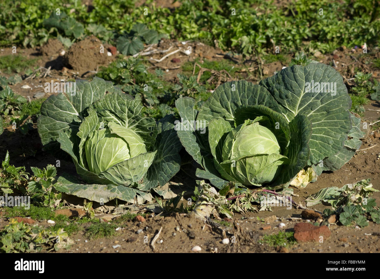 Two fresh organic white cabbages growing naturally / chemical-free / pesticide free in a farm garden. Limnos island, Greece Stock Photo