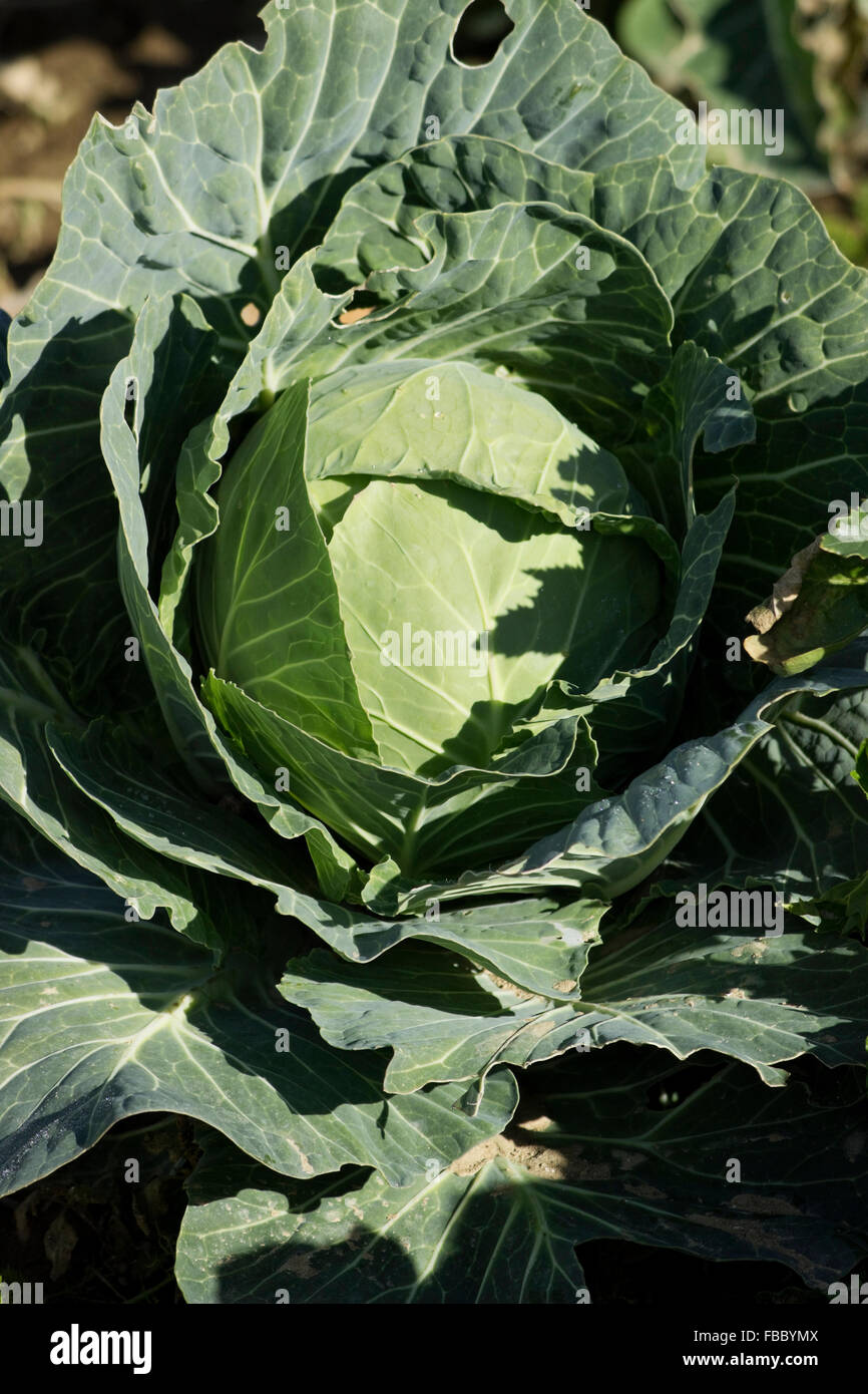 Fresh white organic cabbage growing naturally / chemical-free in a farm garden. Lemnos island, Greece Stock Photo