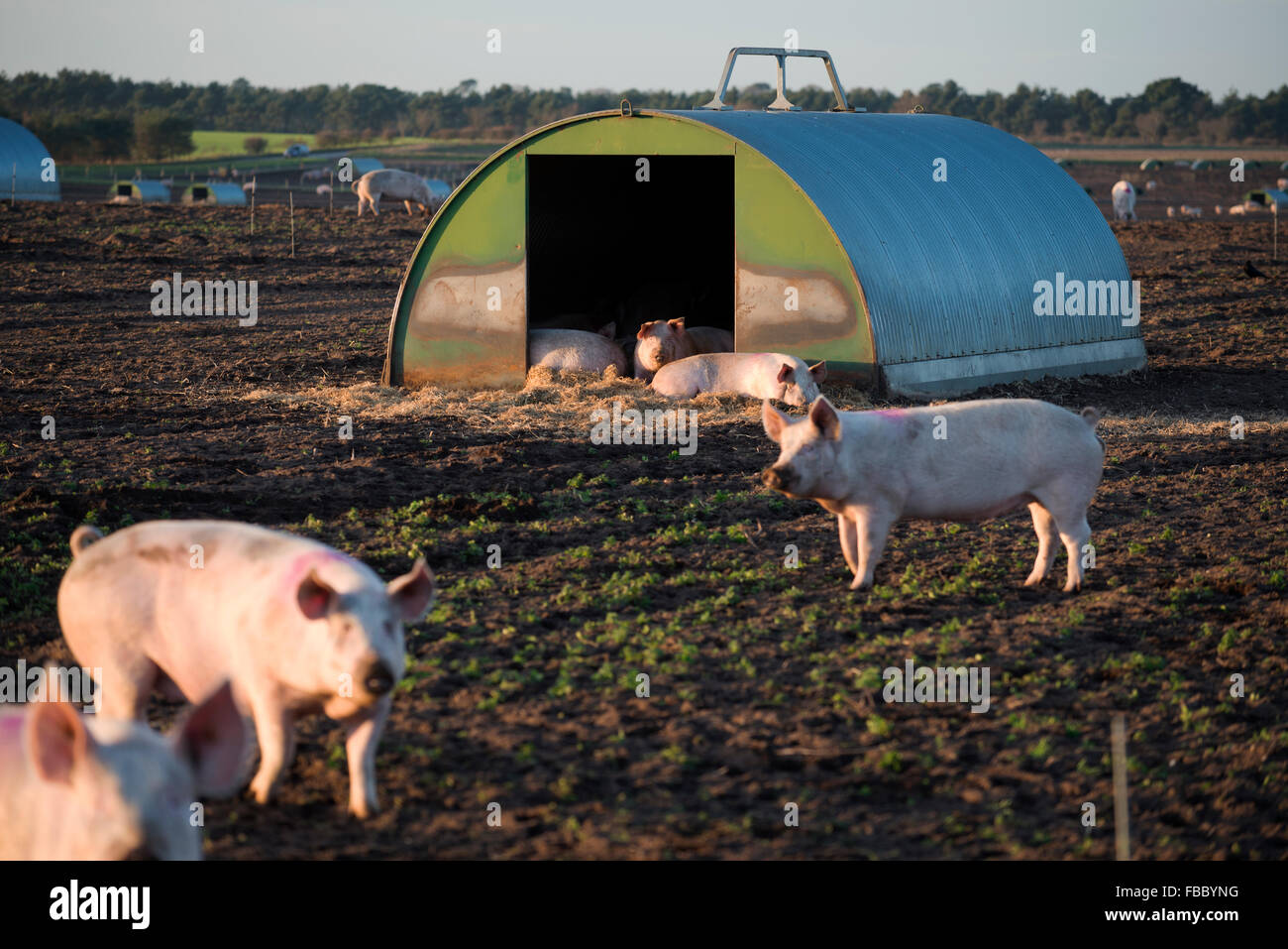 Outdoor reared pigs Stock Photo