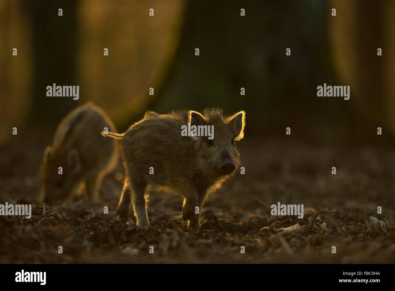 Piglets of Wild boar / Wild hog / Feral pig / Wildschwein ( Sus scrofa ) searching for food under trees, backlight situation. Stock Photo