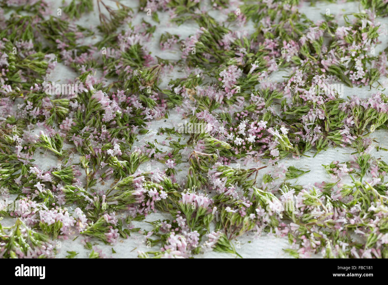Common Valerian, blossoms, flowers, Baldrian-Blüten, Echter Baldrian, Baldrianblüten, Valeriana officinalis Stock Photo