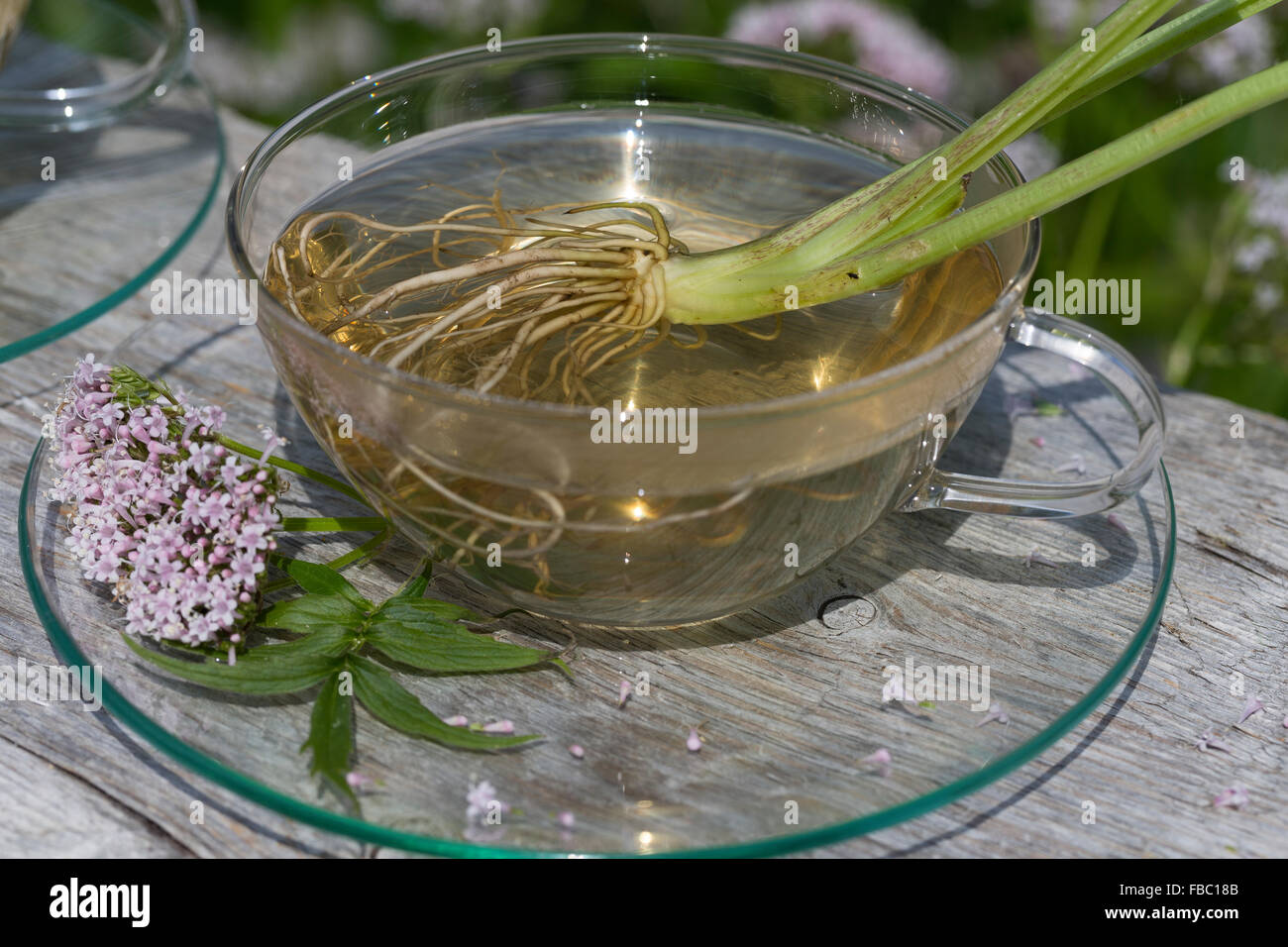 Common Valerian, herb tea, herbal tea, Baldriantee, Kräutertee, Heiltee, Echter Baldrian, Baldrianblüten, Valeriana officinalis Stock Photo