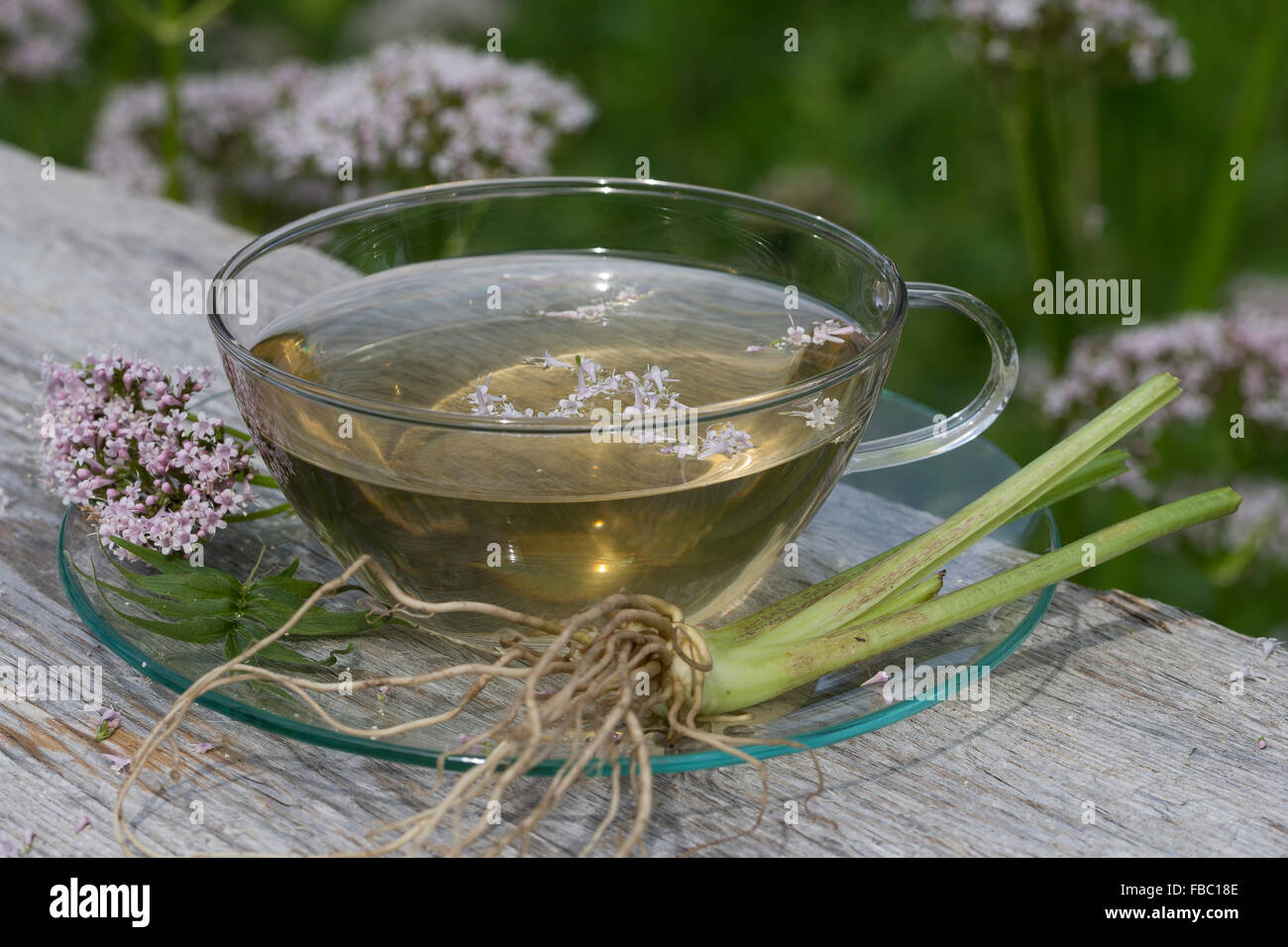 Common Valerian, herb tea, herbal tea, Baldriantee, Kräutertee, Heiltee, Echter Baldrian, Baldrianblüten, Valeriana officinalis Stock Photo