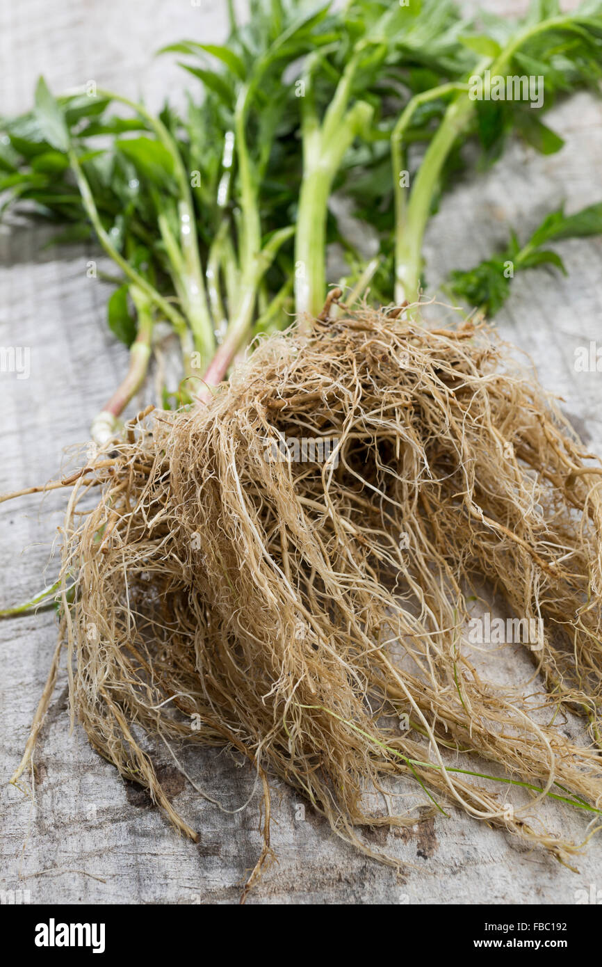 Common Valerian, Root, Roots, Baldrianwurzeln, Echter Baldrian, Wurzel