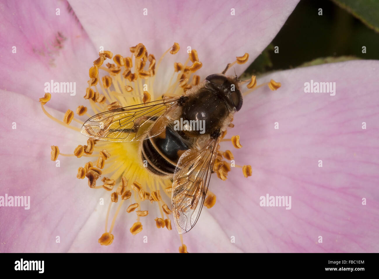 Lesser drone fly, hoverfly, Kleine Bienen-Schwebfliege, Kleine Bienenschwebfliege, Eristalis arbustorum, Blütenbesuch Stock Photo