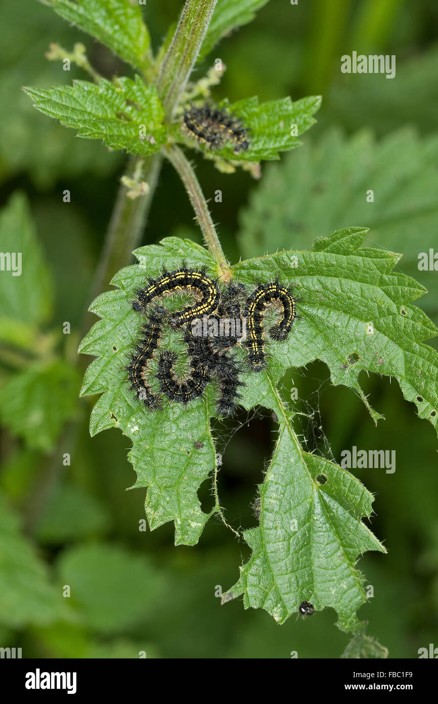 Small tortoiseshell, caterpillar, Kleiner Fuchs, Raupen, Raupe frisst an Brennnessel Blatt, Aglais urticae, Nymphalis urticae Stock Photo