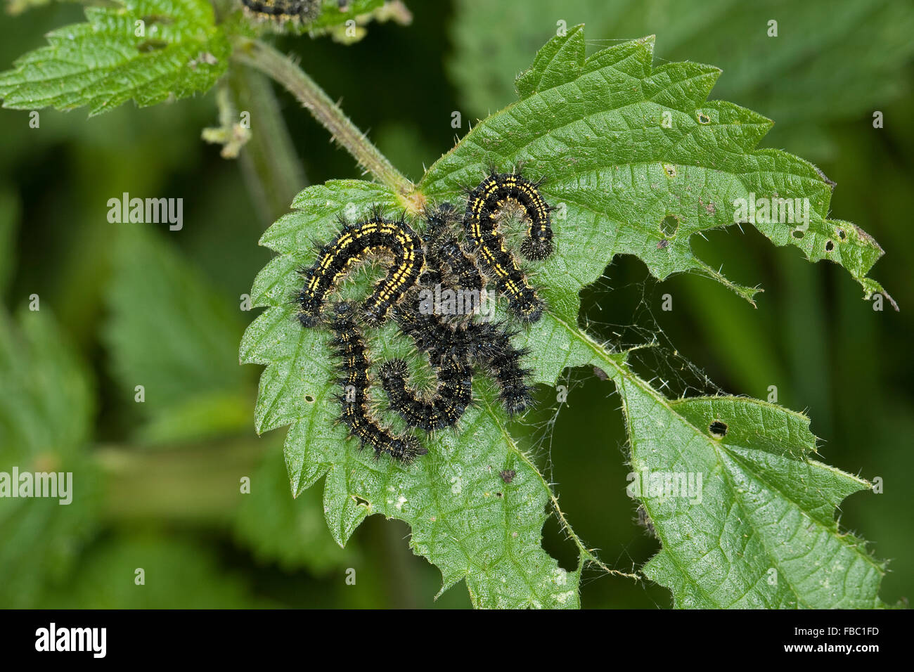 Small tortoiseshell, caterpillar, Kleiner Fuchs, Raupen, Raupe frisst an Brennnessel Blatt, Aglais urticae, Nymphalis urticae Stock Photo