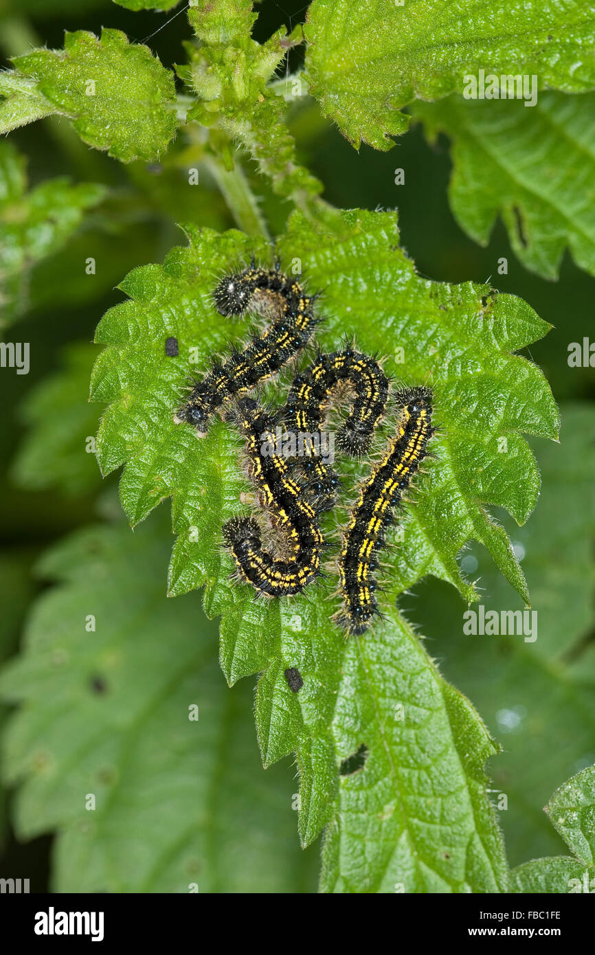 Small tortoiseshell, caterpillar, Kleiner Fuchs, Raupen, Raupe frisst an Brennnessel Blatt, Aglais urticae, Nymphalis urticae Stock Photo