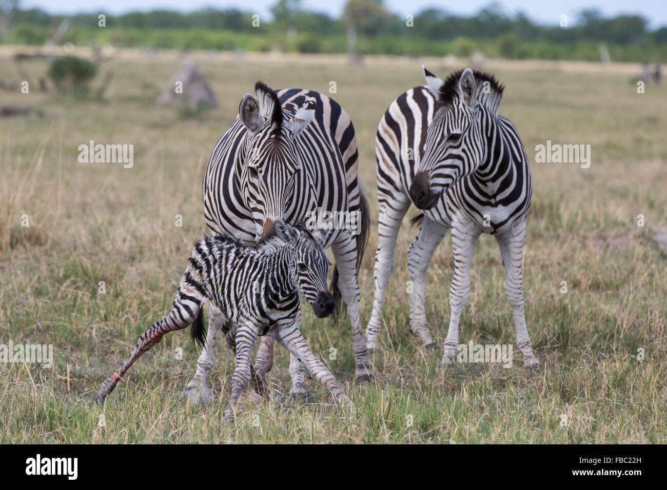 Zebra legs stock photo. Image of wild, lots, looking - 11233776