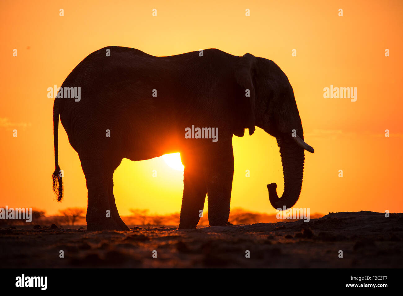 Elephant in the Sunset Stock Photo - Alamy