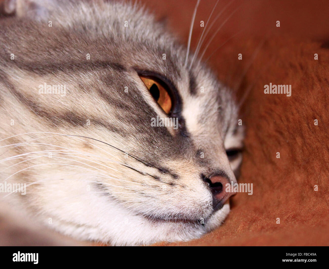 close-up of muzzle of Scottish Straight cat Stock Photo