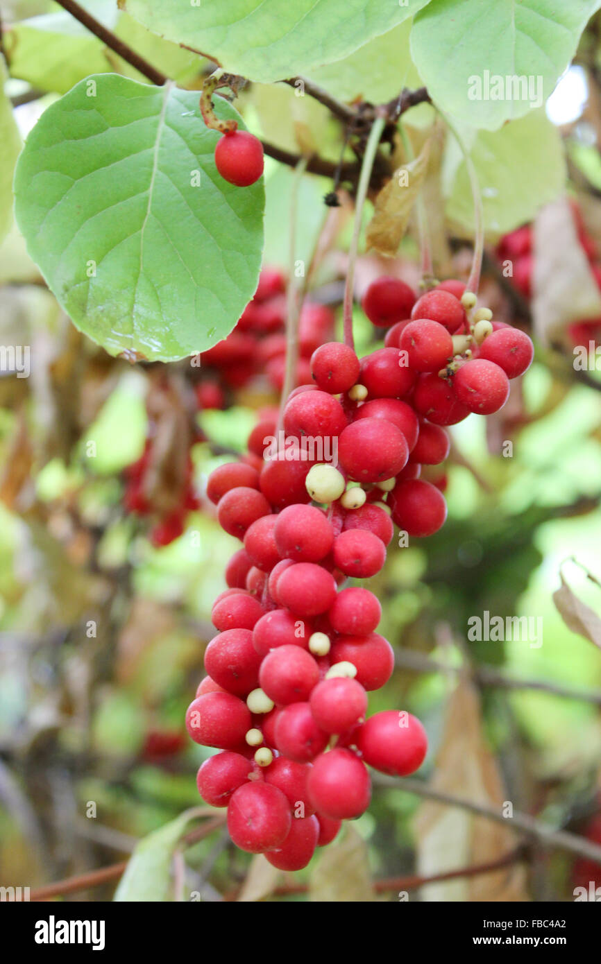 Branches red ripe schisandra in hi-res stock photography and images - Alamy