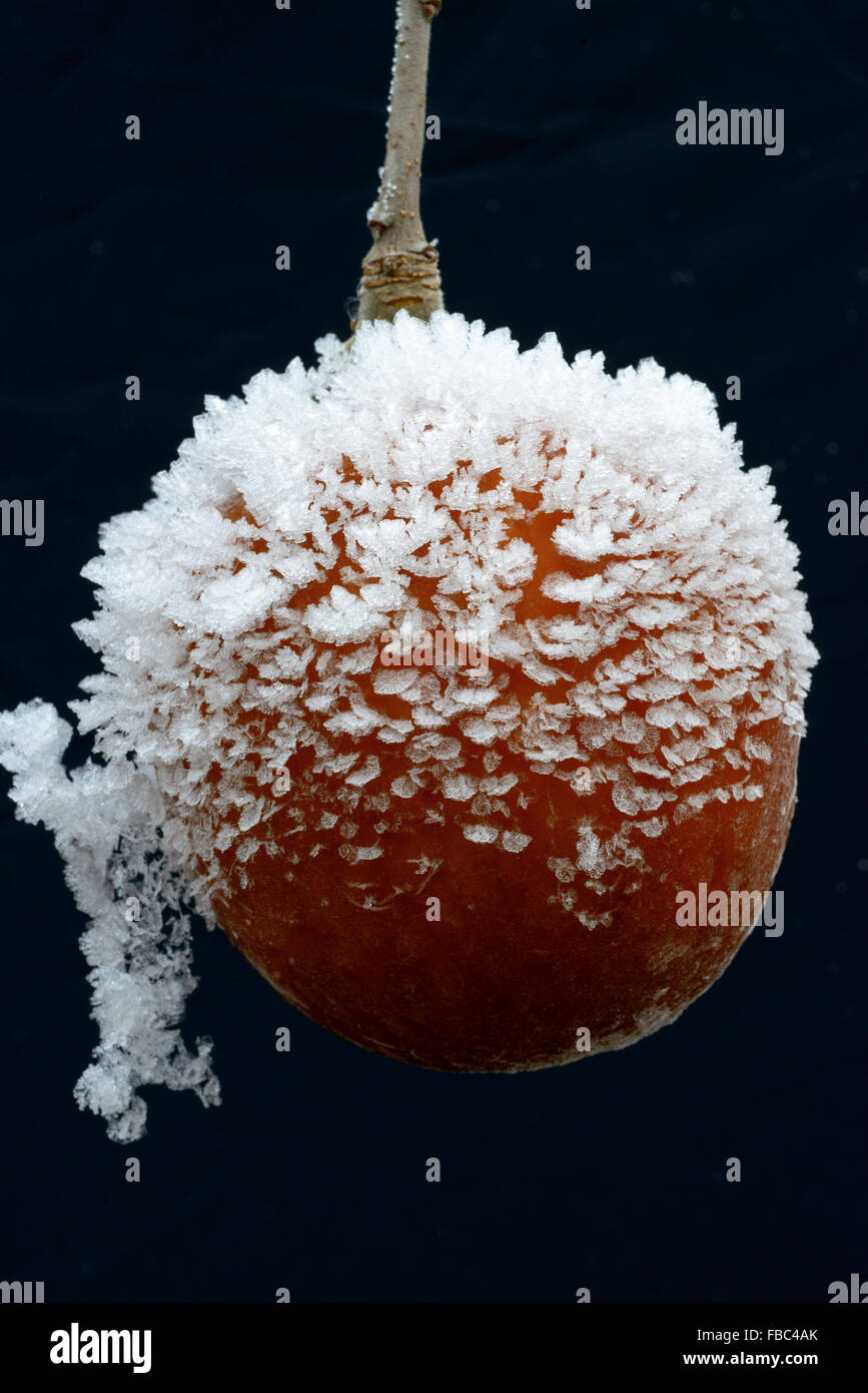 Apfel mit Raureif / Apple with hoar frost Stock Photo