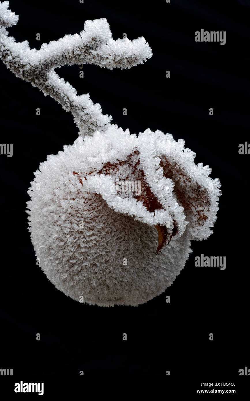 Apfel mit Raureif / Apple with hoar frost Stock Photo