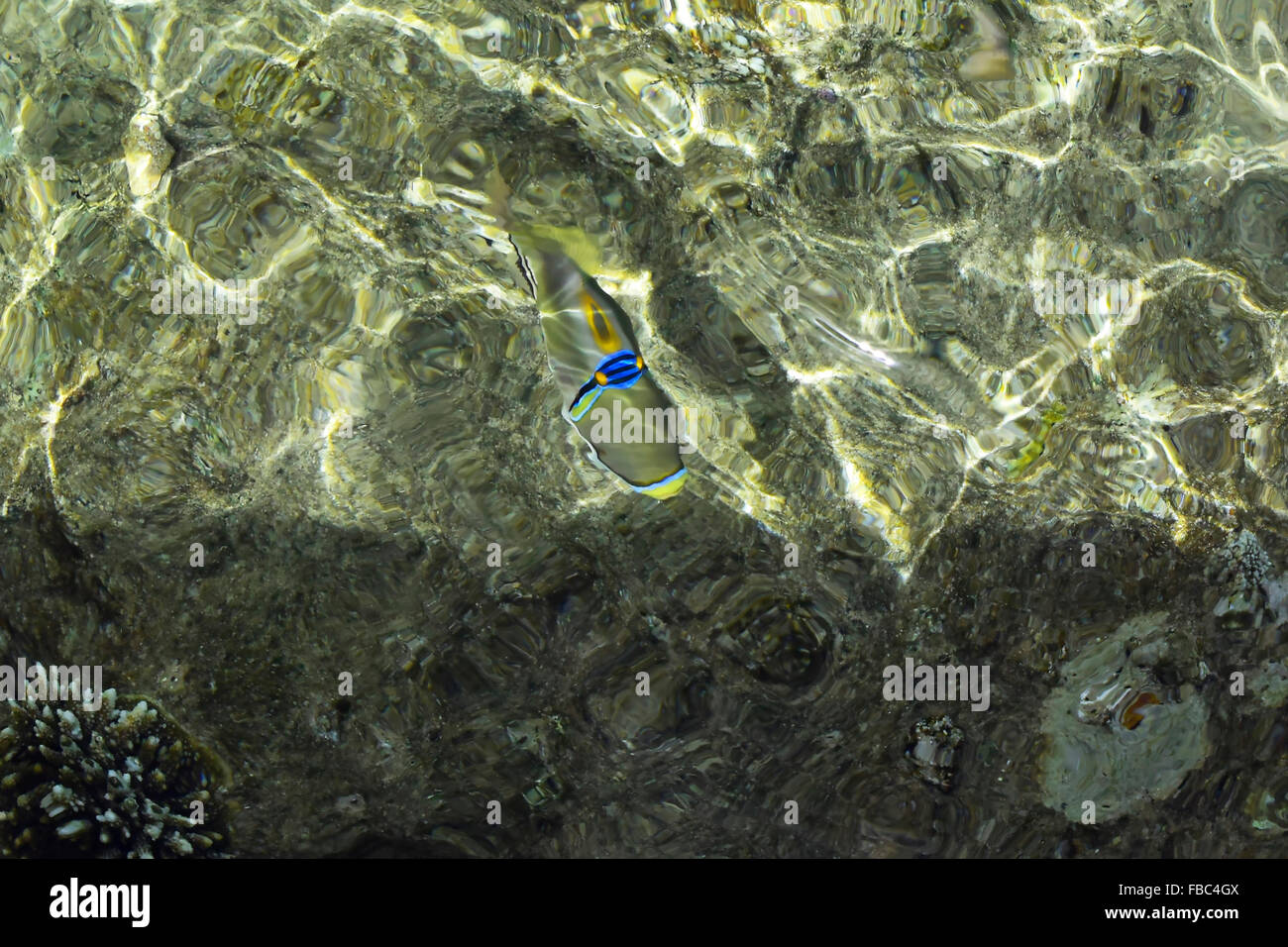 Egyptian Picasso Triggerfish swimming in the water of the Red sea Stock