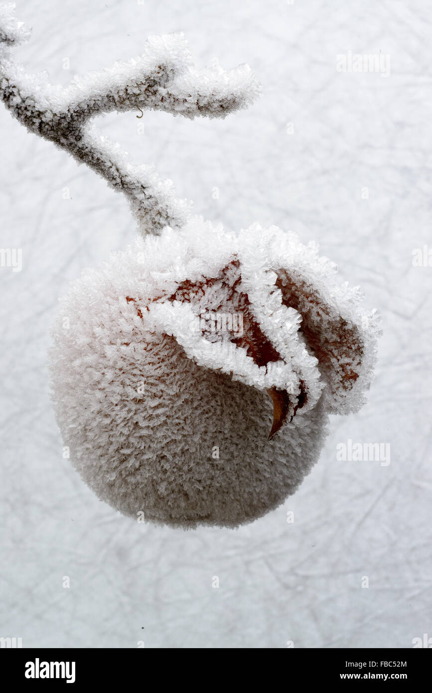 Apfel mit Raureif / Apple with hoar frost Stock Photo