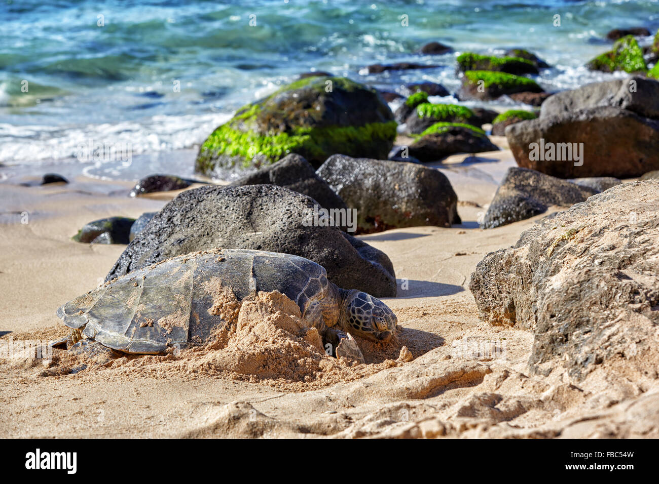 Giant Green Sea Turtle At Laniakea Beach Hawaii Stock Photo Alamy
