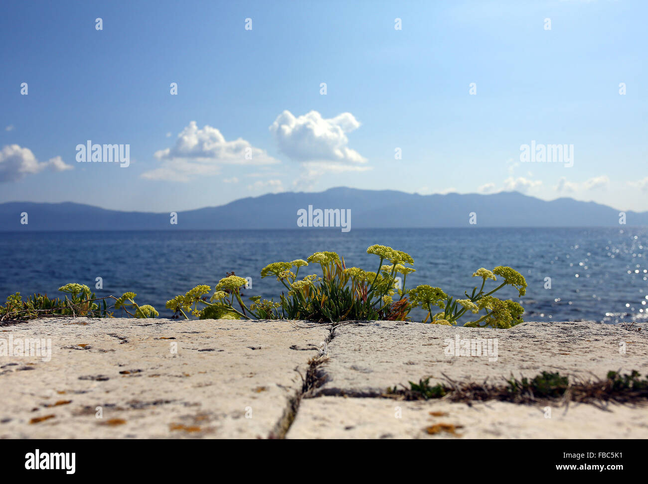Yellow cow parsley flowers pictured on the coastline of Hvar Island on the Adriatic coast of Croatia Stock Photo