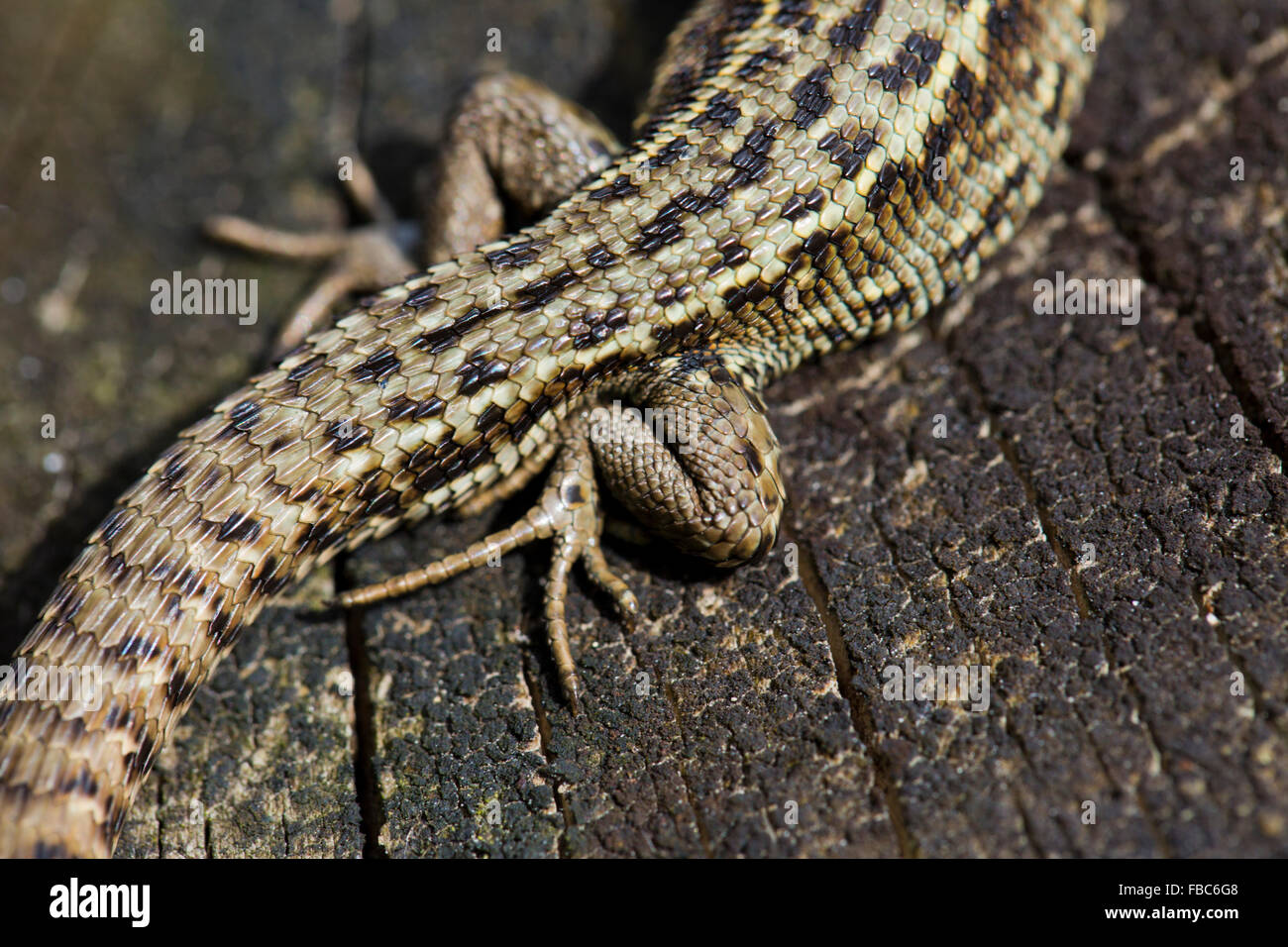 Common Lizard; Lacerta vivipara Single; Detail of Scales on Body; Cornwall; UK Stock Photo