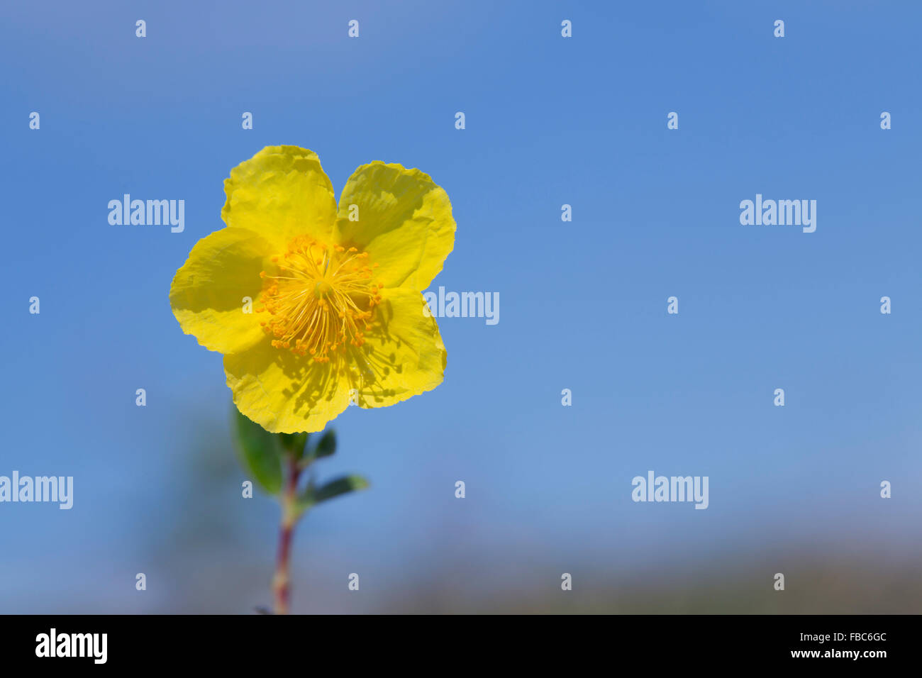 Common Rock Rose; Helianthemum nummularium Flower; Anglesey; UK Stock Photo