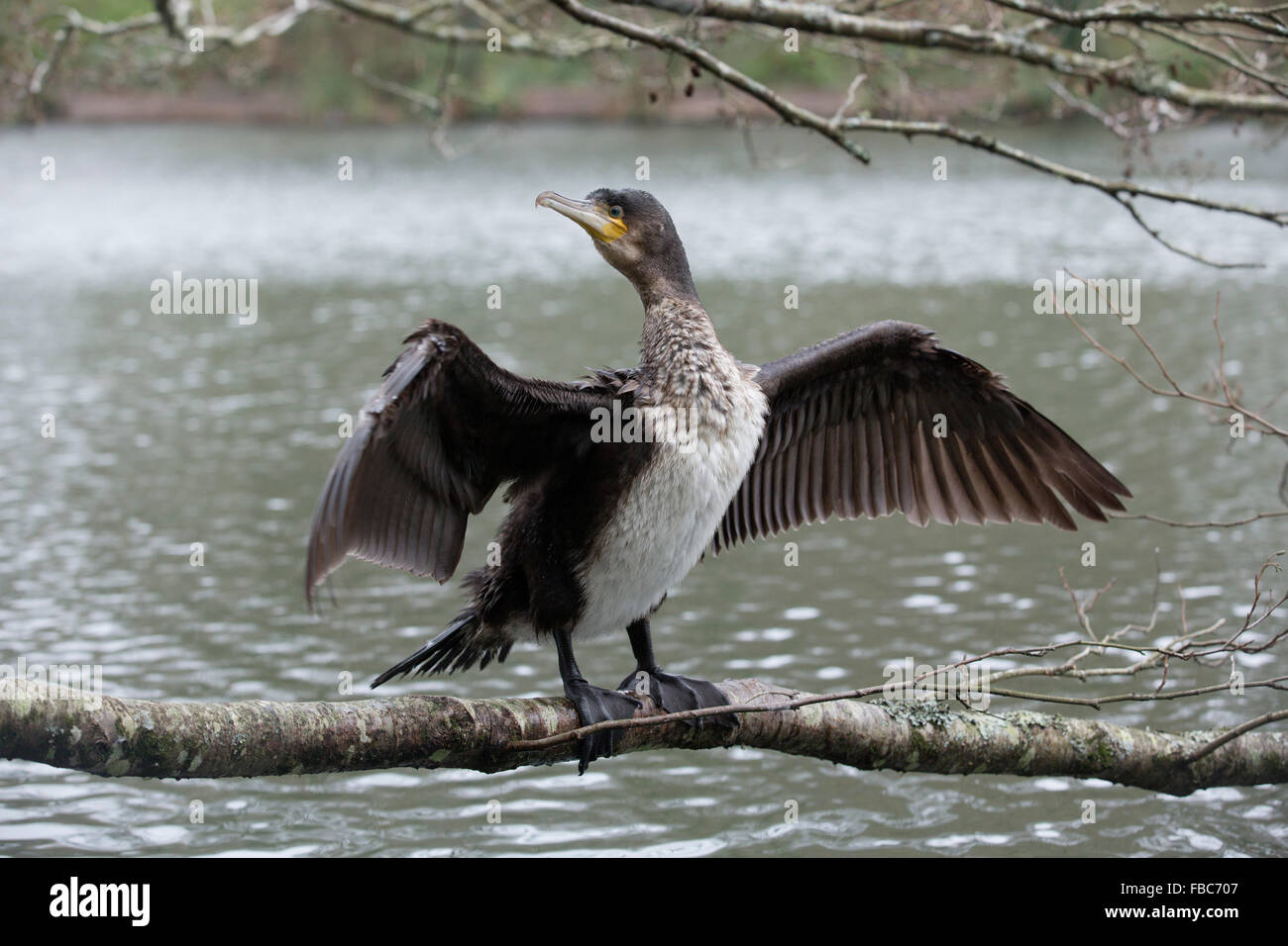 Double Crested Cormorant Juvenile