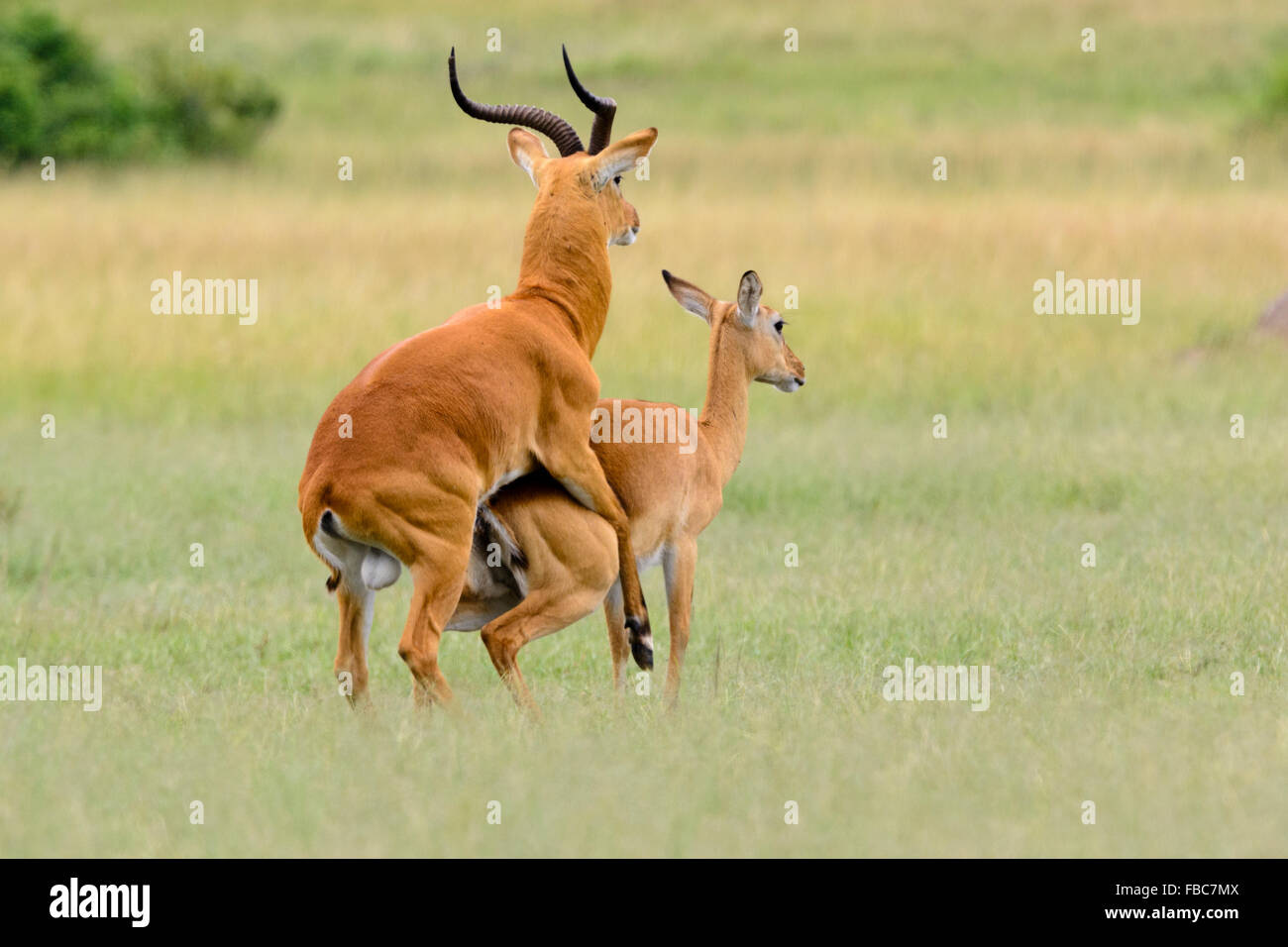 Ugandan Kob antelope during mating, Queen Elizabeth National Park, Uganda Stock Photo