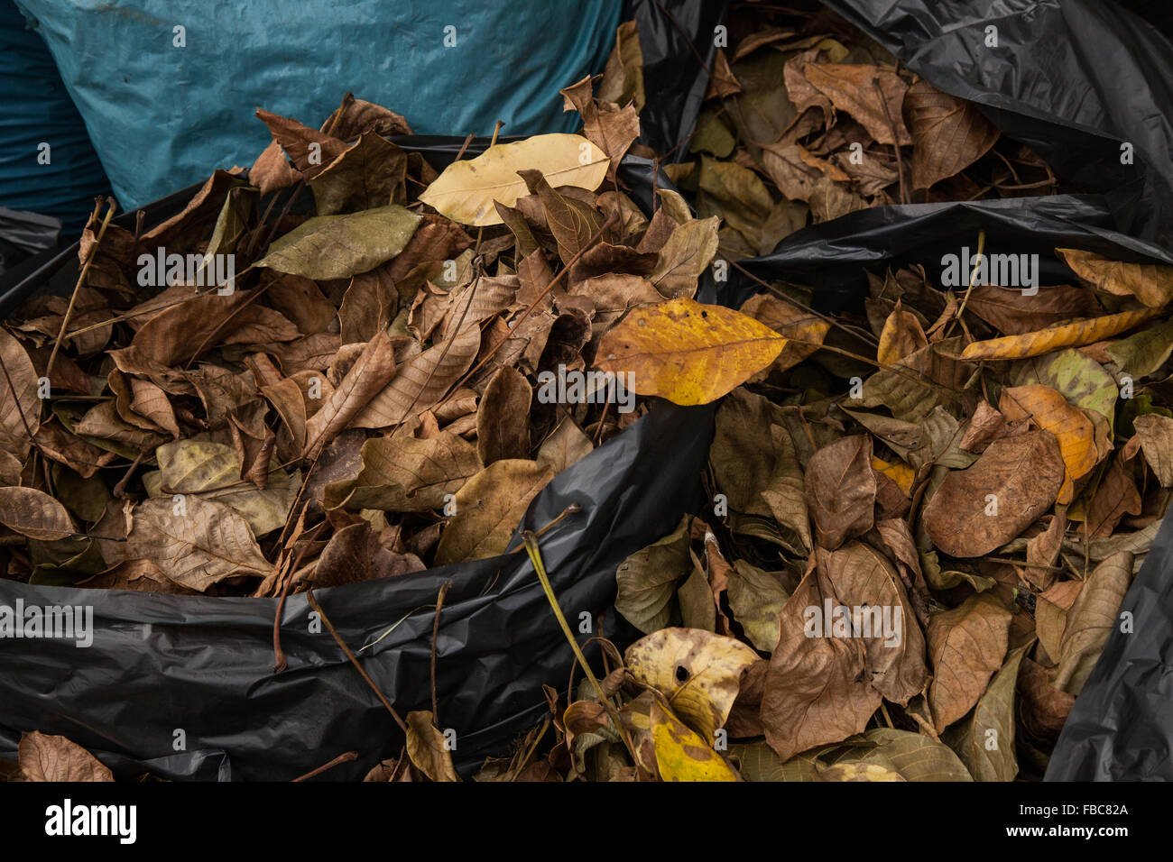 bagged fall leaves Stock Photo