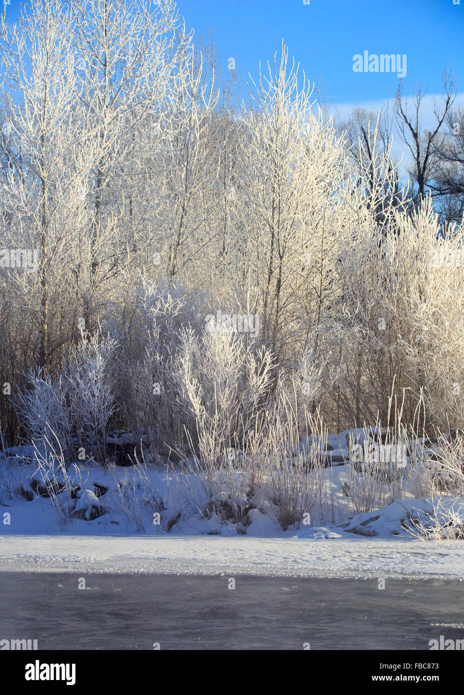 Trees Covered In Bright White Snow In Belgrade Montana Stock Photo Alamy trees-covered-in-bright-white-snow-in-belgrade-montana-stock-photo-alamy