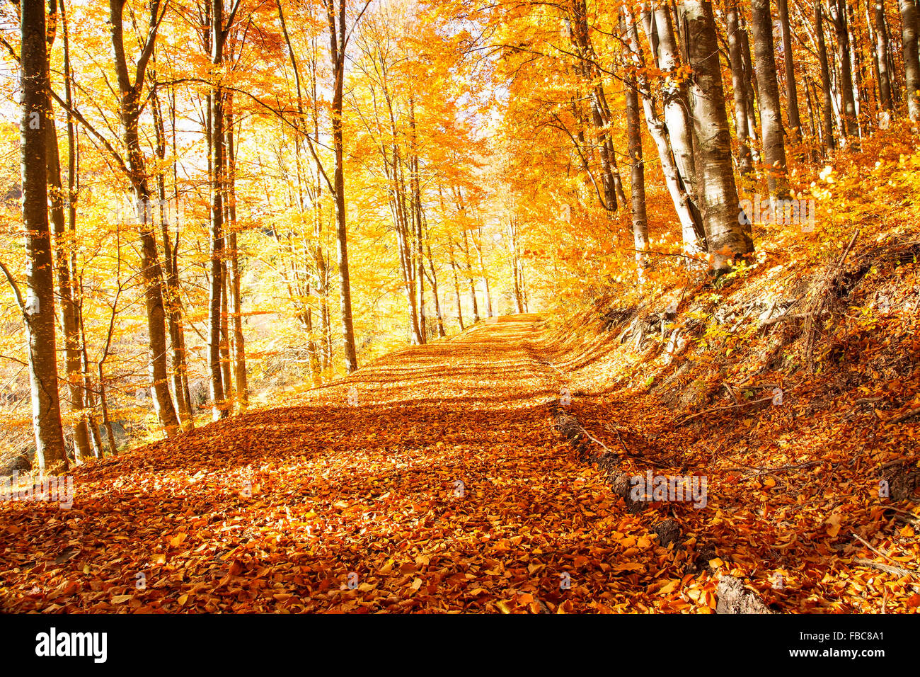 Dried beech leaves hi-res stock photography and images - Alamy