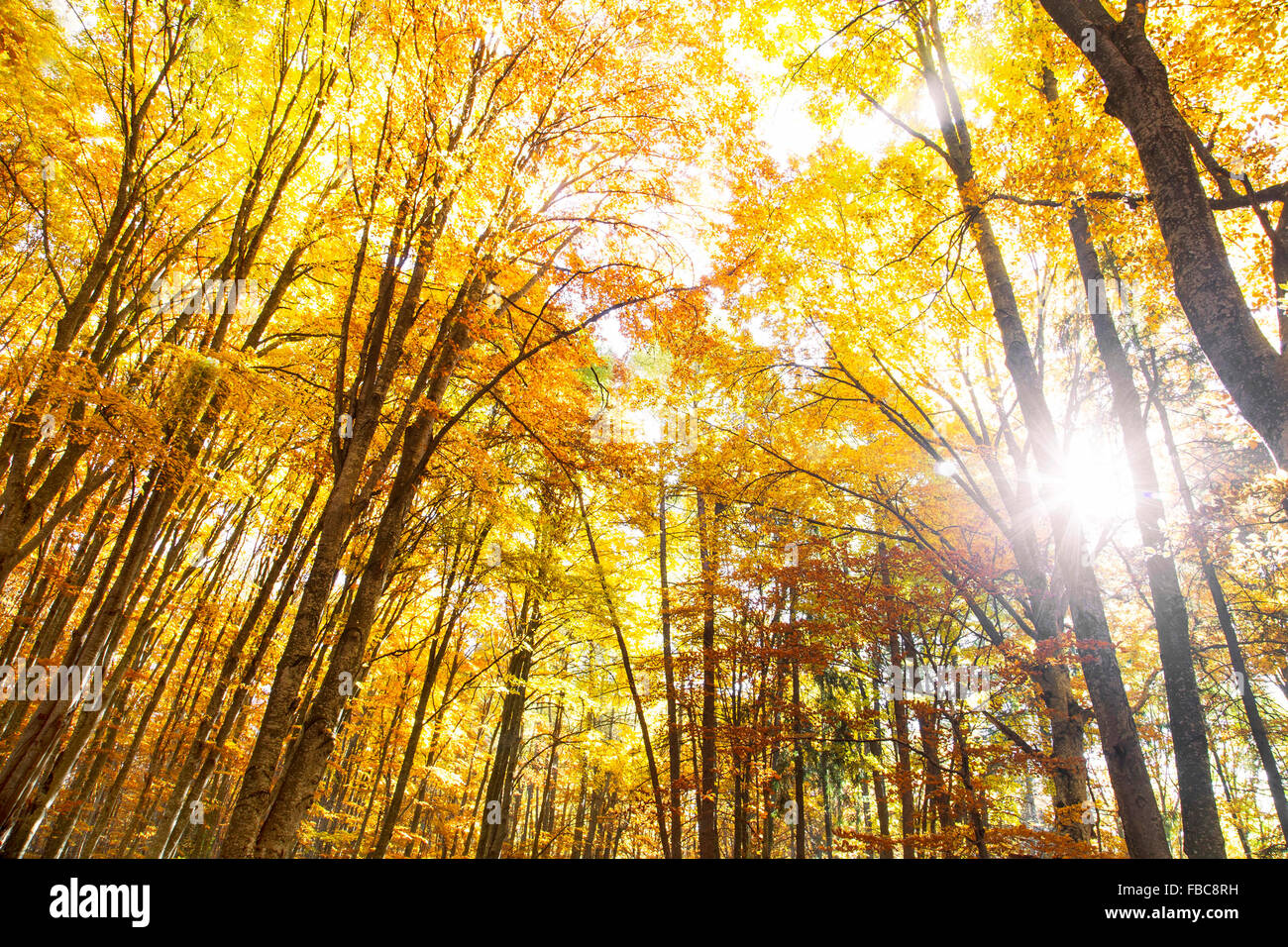 Beech maple forest hi-res stock photography and images - Alamy