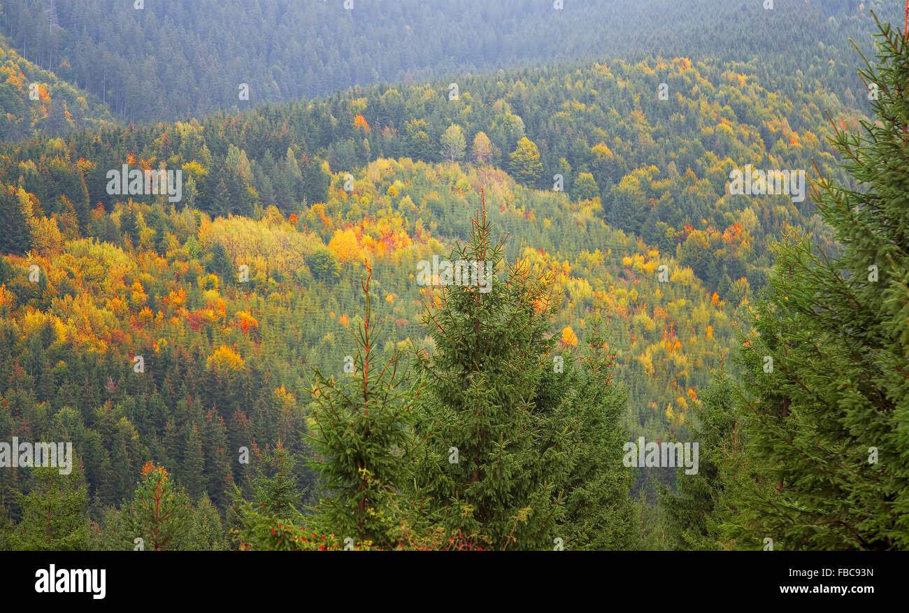 Colorful trees hi-res stock photography and images - Alamy