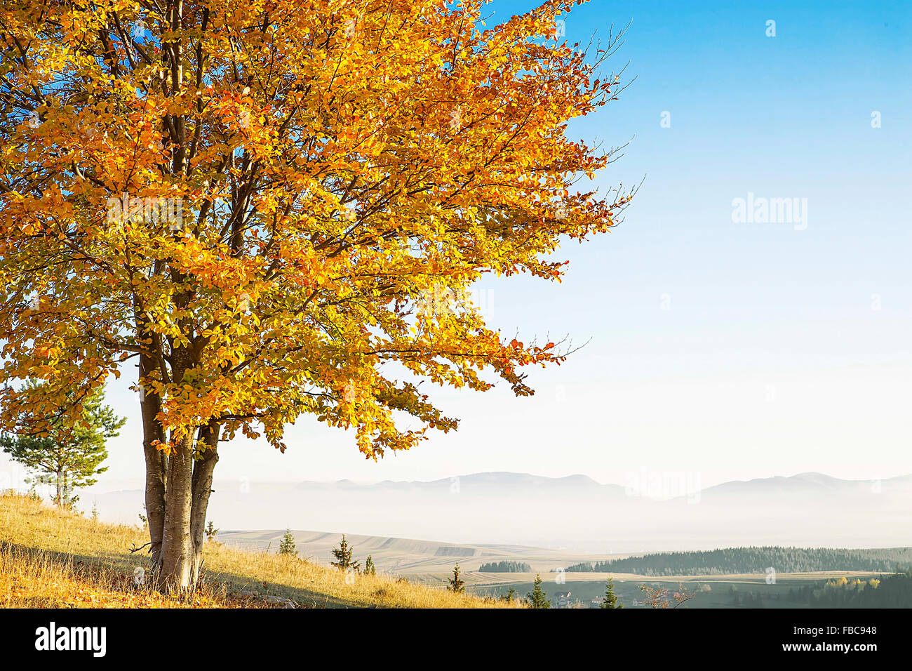 Vibrant Fall Landscape in the Countryside with Colorful Tree and Foggy Mountains in the Background Stock Photo