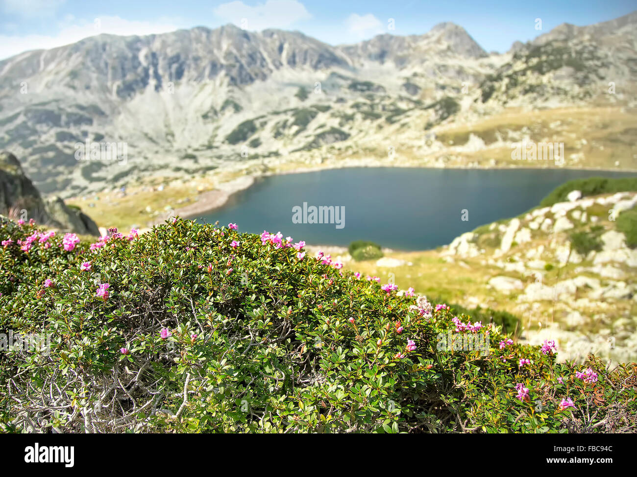Mountain Landscape with Rhododendron kotschyi Flowers and Mountain Lake in Carpathians Stock Photo