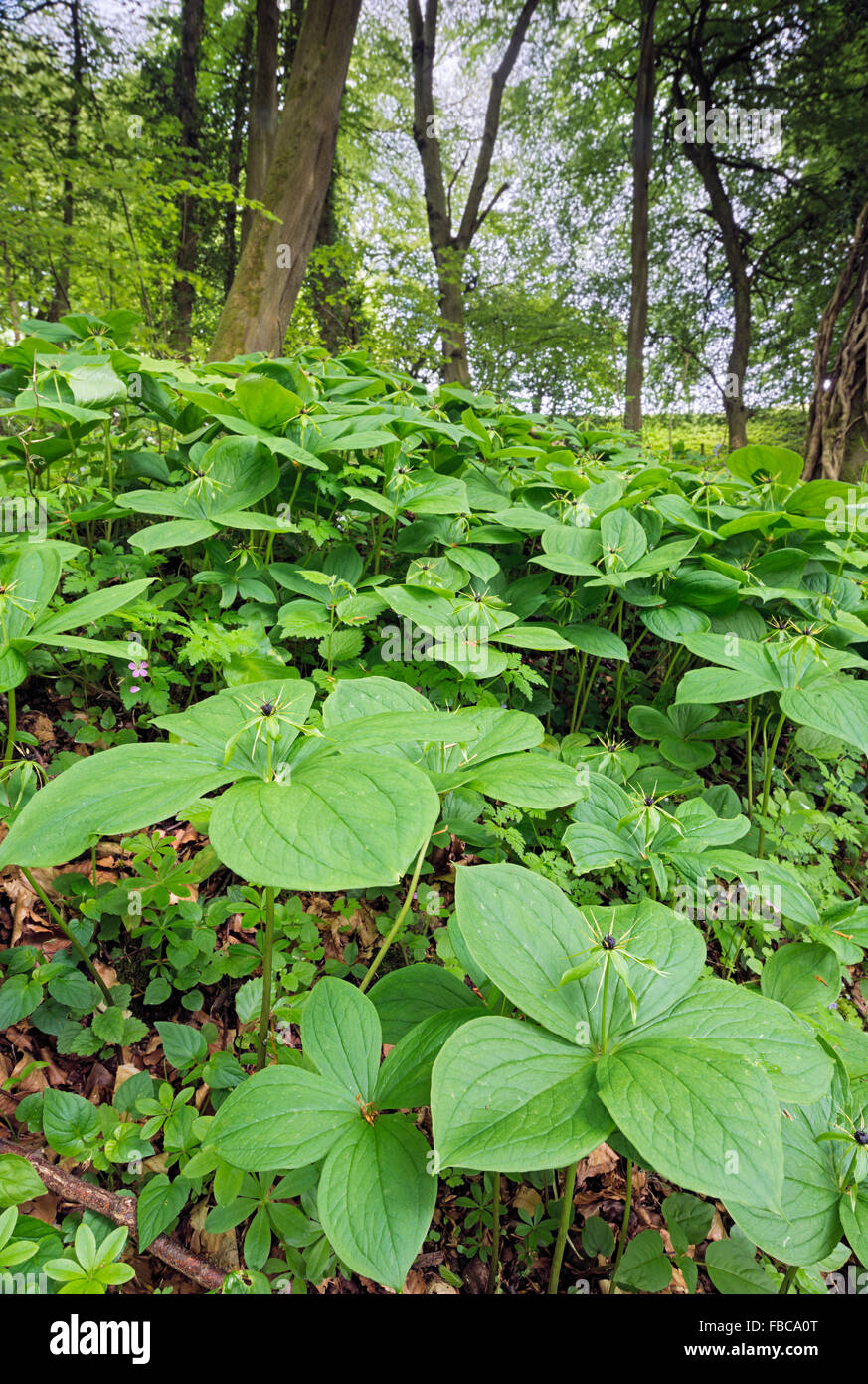 Herb Paris Paris quadrifolia close-up of flower in the wild Stock Photo