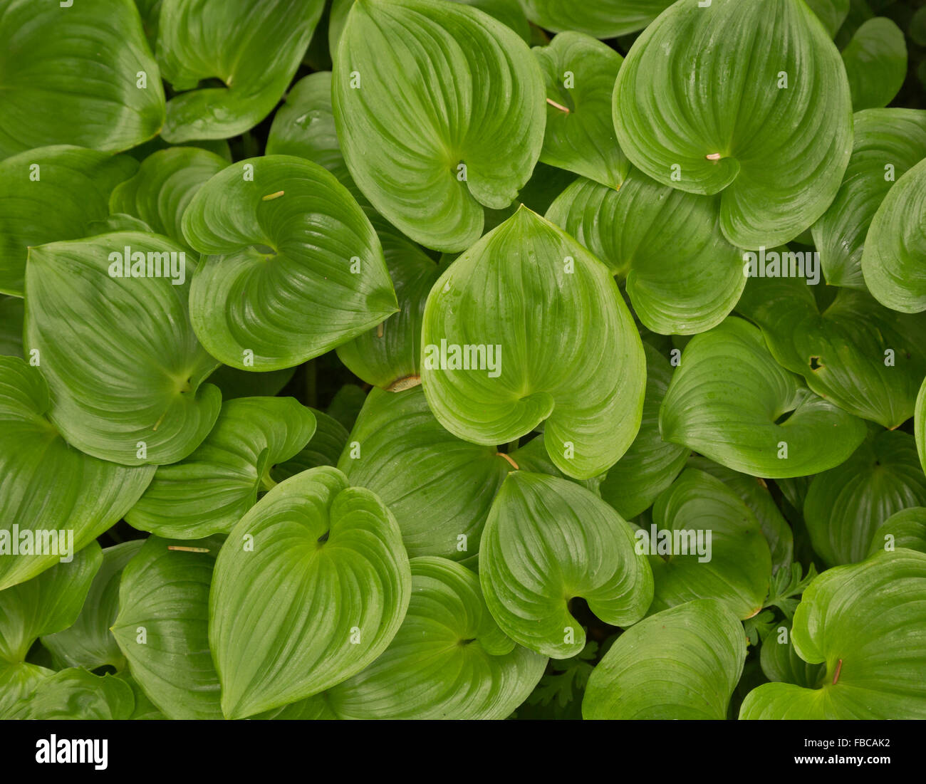 BRITISH COLUMBIA False Lily of the Valley growing along the west