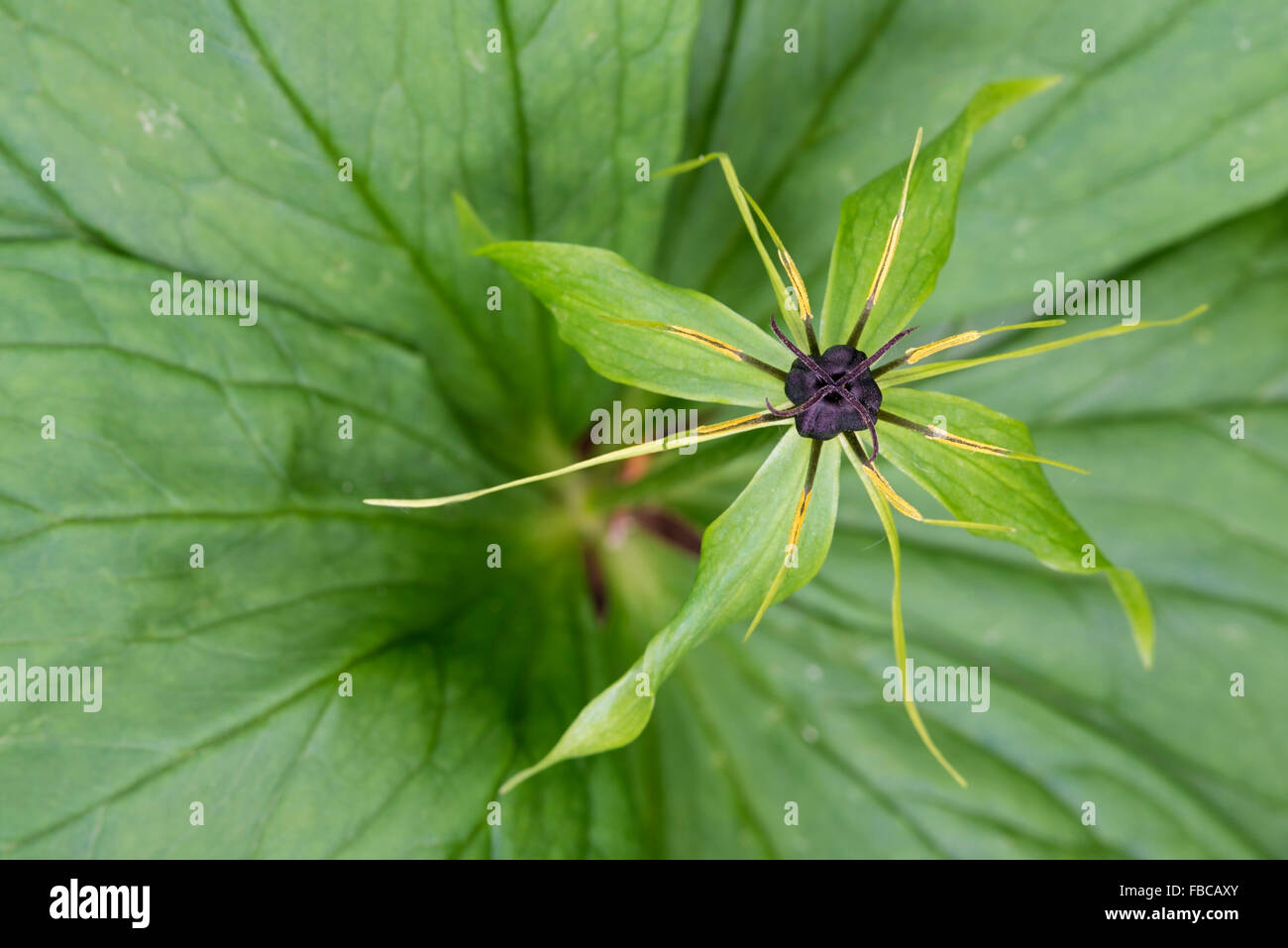 Herb Paris Paris quadrifolia close-up of flower Stock Photo