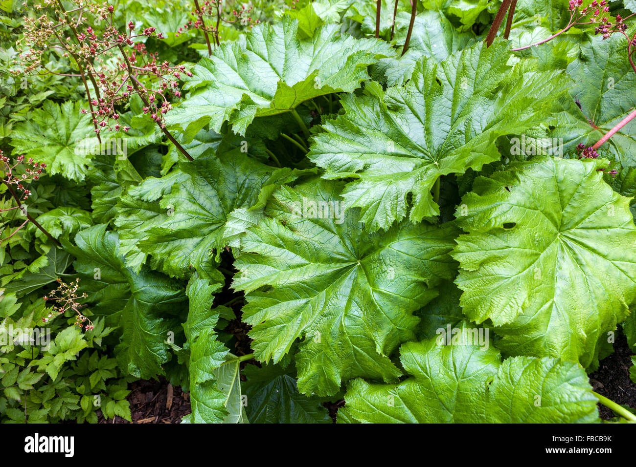 Darmera peltata, indian rhubarb or umbrella plant, fresh ...