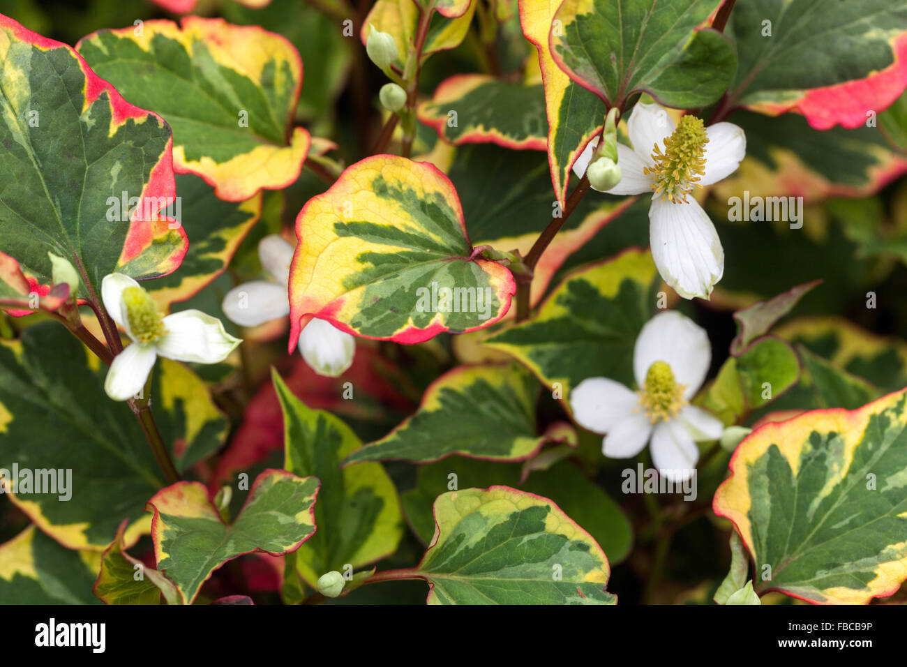 Houttuynia cordata lizard tail, chameleon plant, heartleaf, fishwort Stock Photo