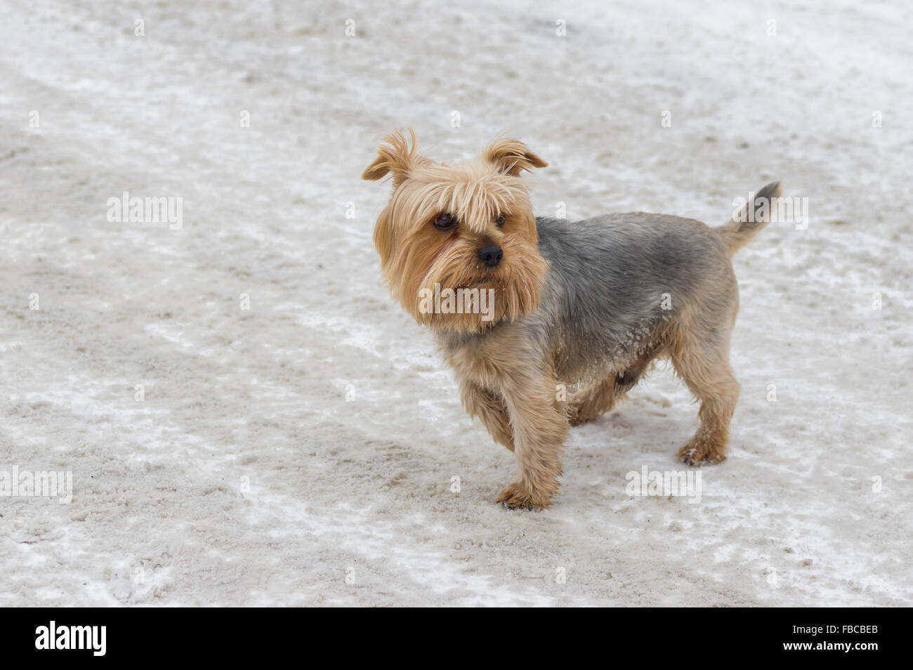 Outdoor Portrait Cute Norfolk Terrier Hi Res Stock Photography And Images Alamy