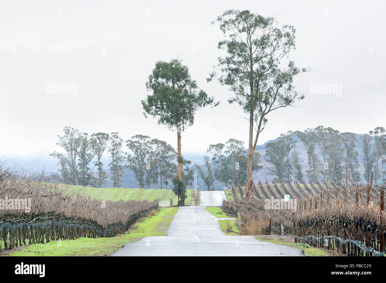 Napa, CA, USA. 6th Jan, 2016. Napa County supervisors are discussing the impact the Vine Trail will have on adjacent vineyards. This trail, near Cuttings Wharf Road, is not part of the Vine Trail but runs in close proximity to existing vineyards. © Napa Valley Register/ZUMA Wire/Alamy Live News Stock Photo