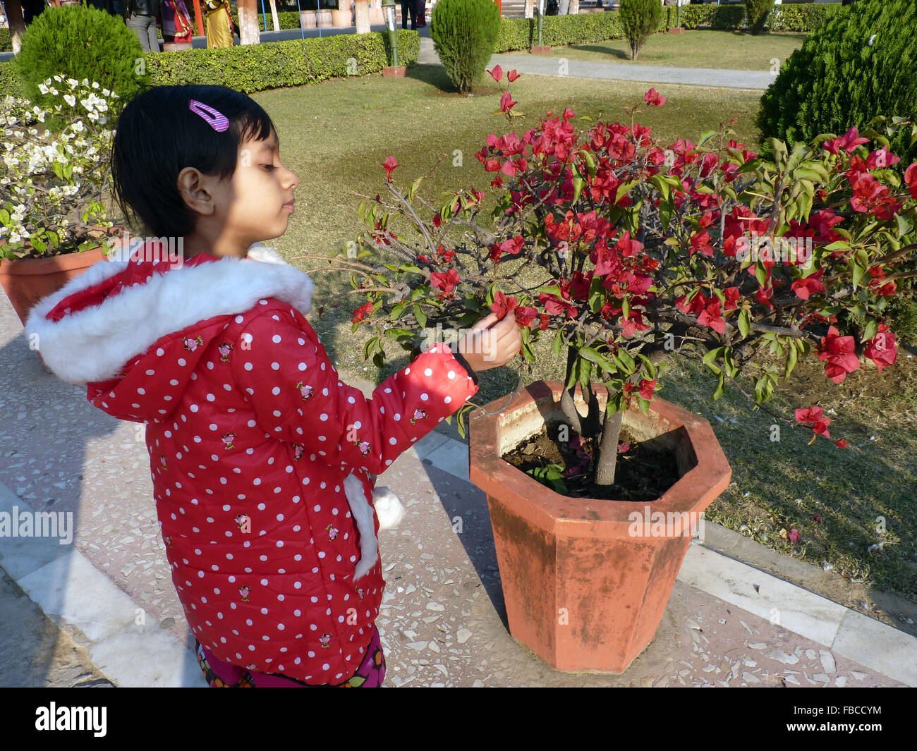 Cute Little Girl Plucking Flowers in a Garden Stock Photo