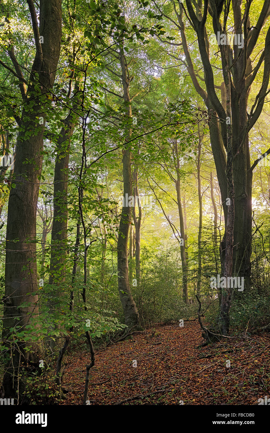 Gloucestershire beechwood hi res stock photography and images Alamy Gloucestershire beechwood hi res stock photography and images Alamy