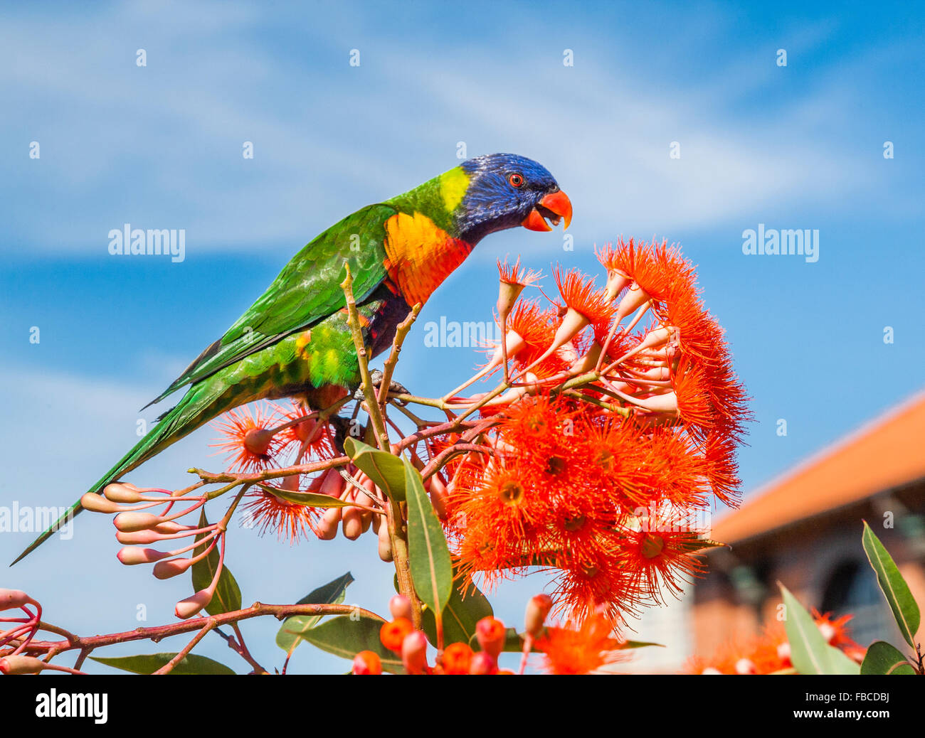 Rainbow Lorikeet feasting on a Red flowering gum Stock Photo